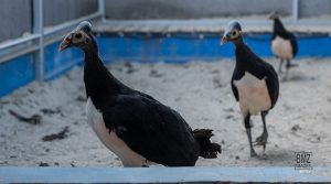 maleo