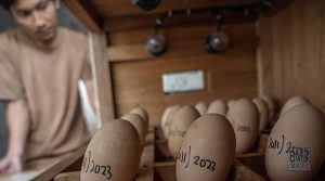 telur maleo