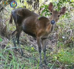 seekor Rusa Timor yang terekam kamera trap Balai Besar Taman Nasional Lore Lindu. (Foto: BBTNLL)