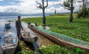 Nelayan menambatkan perahunya di antara eceng gondok yang memenuhi pantai Danau Lindu di Desa Tomado, Sigi, Jumat (6/9/2024). (rindang.ID/bmz)
