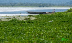 Nelayan melepas eceng gondok yang tersangkut di pukatnya di Danau Lindu, Desa Tomado, Sigi, Jumat (6/9/2024). (rindang.ID/bmz)