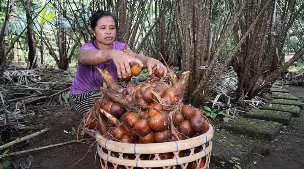 Petani perempuan sedang mengumpulkan buah salak selama panen di perkebunan. (©️FAO/Harriansyah)