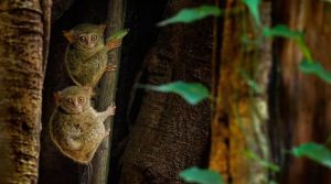 Sebuah keluarga Tarsius Spektral yang terekam di atas pohon beringin yang menjulang tinggi di Taman Nasional Tangkoko, Sulawesi Utara. (Ondrej Prosicky/Shutterstock)