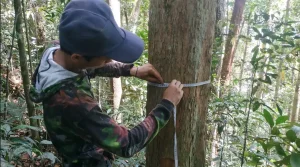 Warga Sungai Utik, Kalimantan Barat melakukan pemantauan popilasi rangkong di hutan adatnya. (Foto: Yayasan Rekam Nusantara)