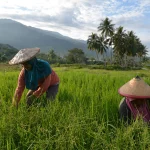 Ilustrasi penan padi. (Foto: bmzIMAGES/Basri Marzuki)