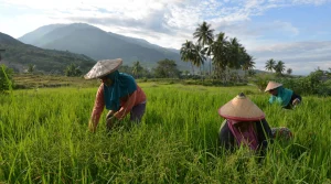 Ilustrasi penan padi. (Foto: bmzIMAGES/Basri Marzuki)