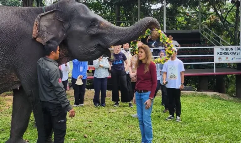 Gita Sabharwal, Kepala Perwakilan PBB di Indonesia mengunjungi Pusat Konservasi Gajah di Minas. Gajah Sumatra berperan penting menjaga kawanan tetap berada di dalam kawasan hutan serta mencegah konflik antara manusia dan gajah. (Foto: UN in Indonesia)