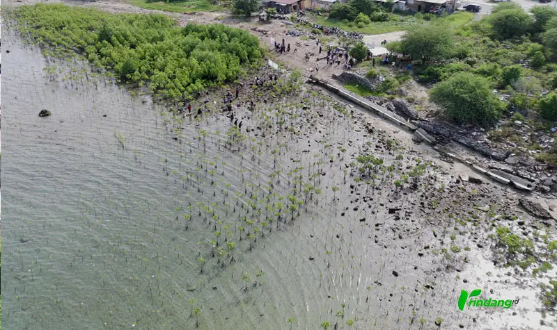 Bentangan mangrove pada penananman 1000 mangrove di Pantai Dupa, Teluk Palu, Layana Indah,, Sabtu (10/5/2025). (rindang.ID/bmz)