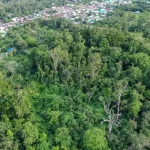 Hutan purba Ranjuri di Desa Beka, Sigi. (rindang.ID/basri marzuki)