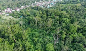 Hutan purba Ranjuri di Desa Beka, Sigi. (rindang.ID/basri marzuki)