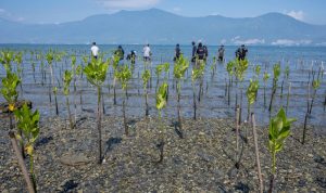 Di tengah sedimentasi dan abrasi, benih-benih harapan ditanam pelan-pelan. Komunitas Mangrover’s Teluk Palu bersama warga lokal dan mahasiswa berusaha memulihkan ekosistem pesisir—bukan hanya dengan beton, tapi dengan akar dan daun. (© rindang.ID/bmz)