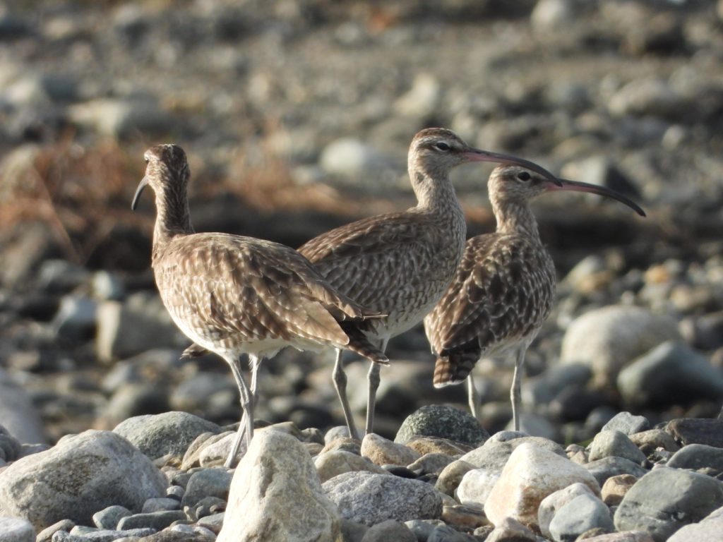 Memahami Teluk Palu Sebagai Jalur Migrasi Global Burung di Tengah Kepungan Tambang