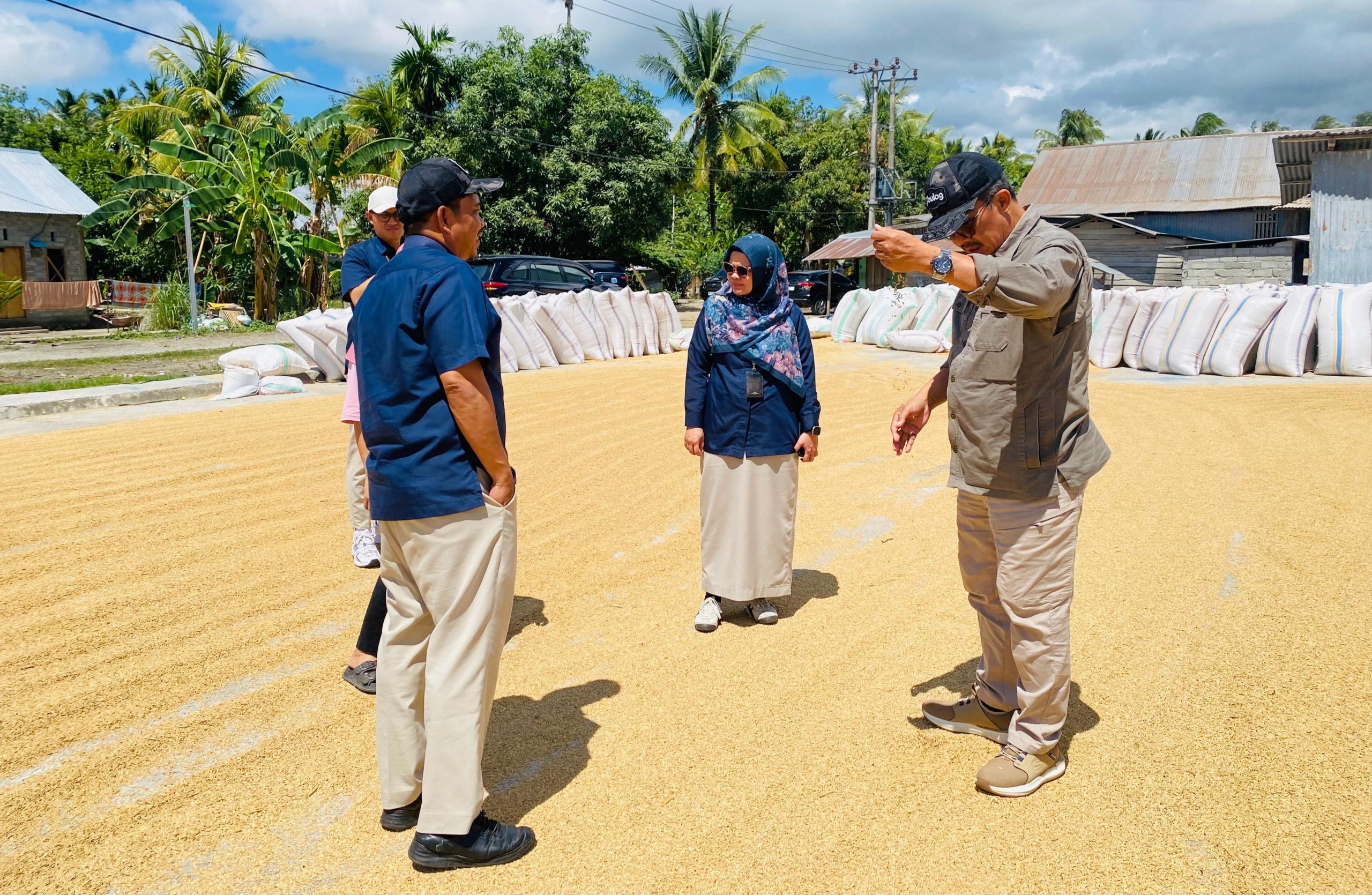 Turun ke Lapangan, Tim Pusat Perkuat Pengadaan Gabah Sulteng