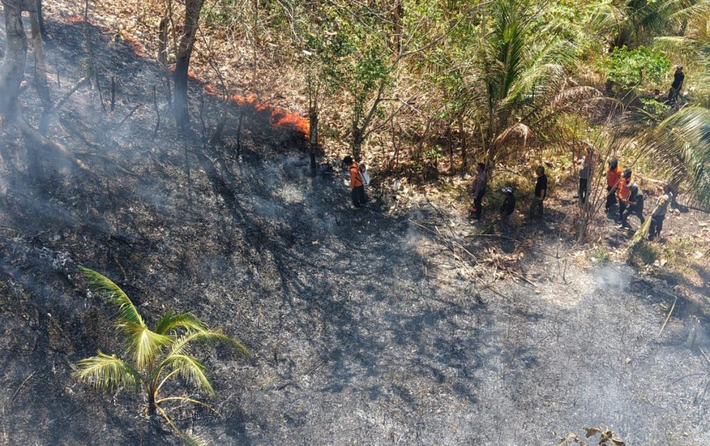 BMKG Peringatkan Ancaman Karhutla di Sulteng, Risiko Kebakaran Capai Kategori Sangat Tinggi
