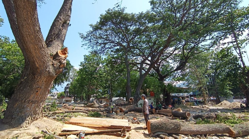Dua Pohon Taman GOR Palu Ditebang, Revitalisasi atau Mengurangi Ruang Hijau?
