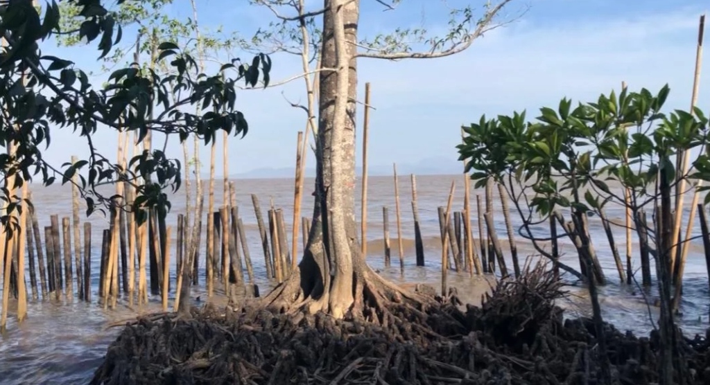 Mengenal Bruguiera Hainesii, Mangrove Paling Langka di Dunia yang Ditemukan di Indonesia