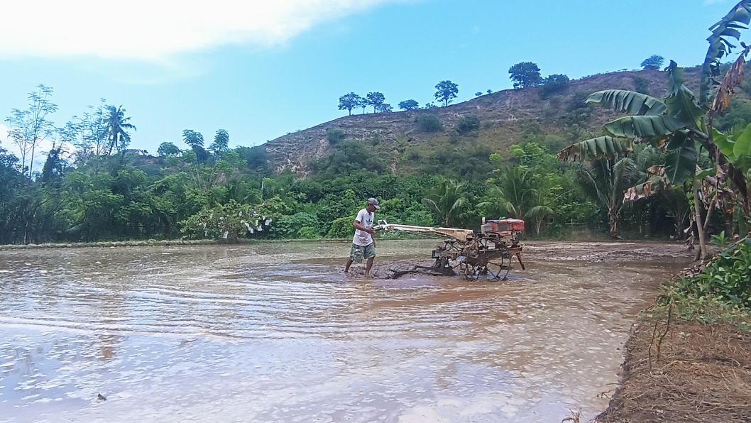 Sudah 5.342 Hektare Sawah Terdampak Kekeringan di Sulteng