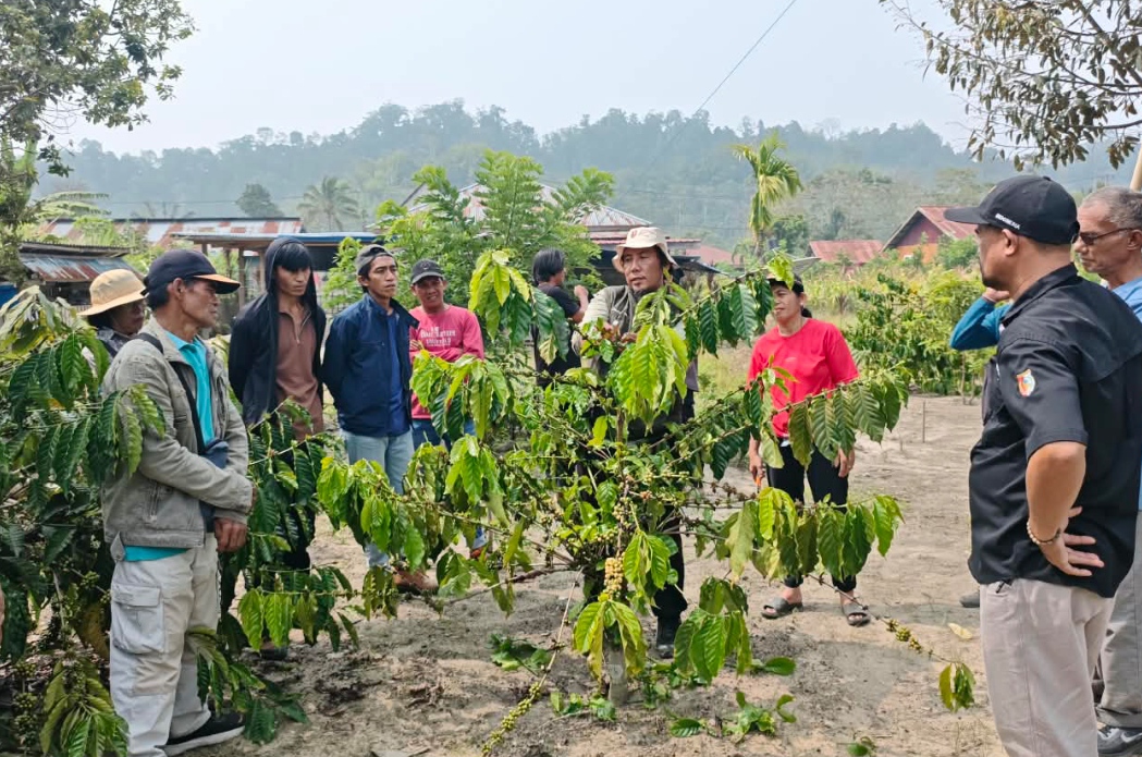 Agroforestri Kopi-Durian di Puroo, Upaya Membangun Pertanian Tahan Iklim